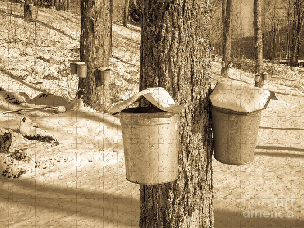 Vermont Jigsaw Puzzle featuring the photograph Maple Sap Buckets by Edward Fielding