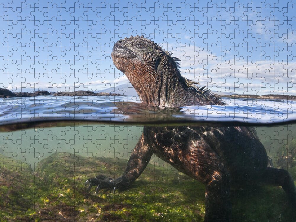 Tui De Roy Jigsaw Puzzle featuring the photograph Marine Iguana In Water Punta Espinosa by Tui De Roy