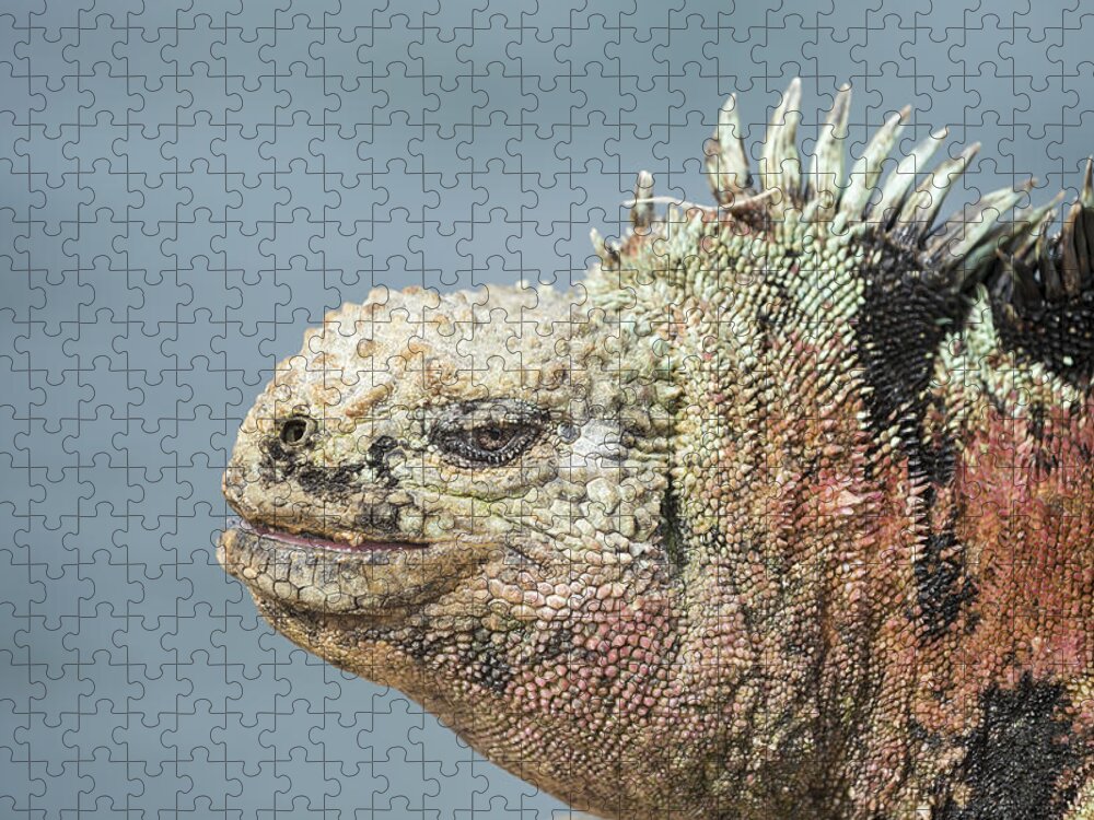 Tui De Roy Jigsaw Puzzle featuring the photograph Marine Iguana Male In Breeding Colors by Tui De Roy