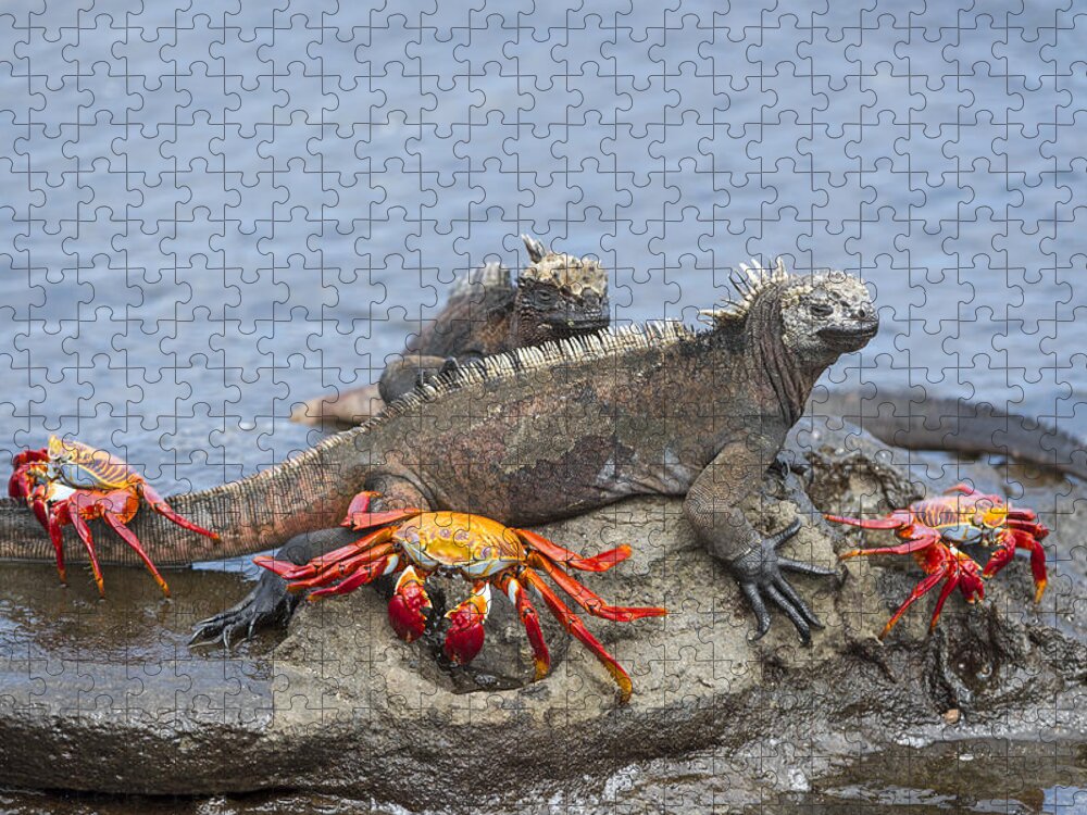 Tui De Roy Jigsaw Puzzle featuring the photograph Marine Iguana Pair And Sally Lightfoot by Tui De Roy
