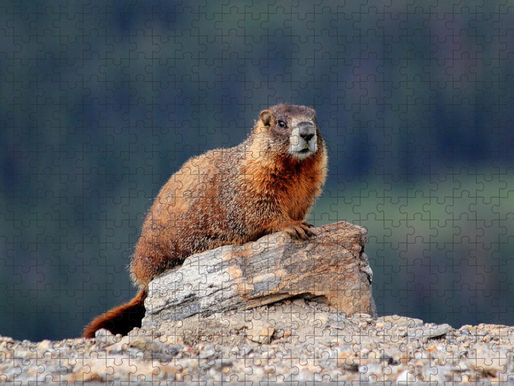 Marmot Jigsaw Puzzle featuring the photograph Marmot by Shane Bechler