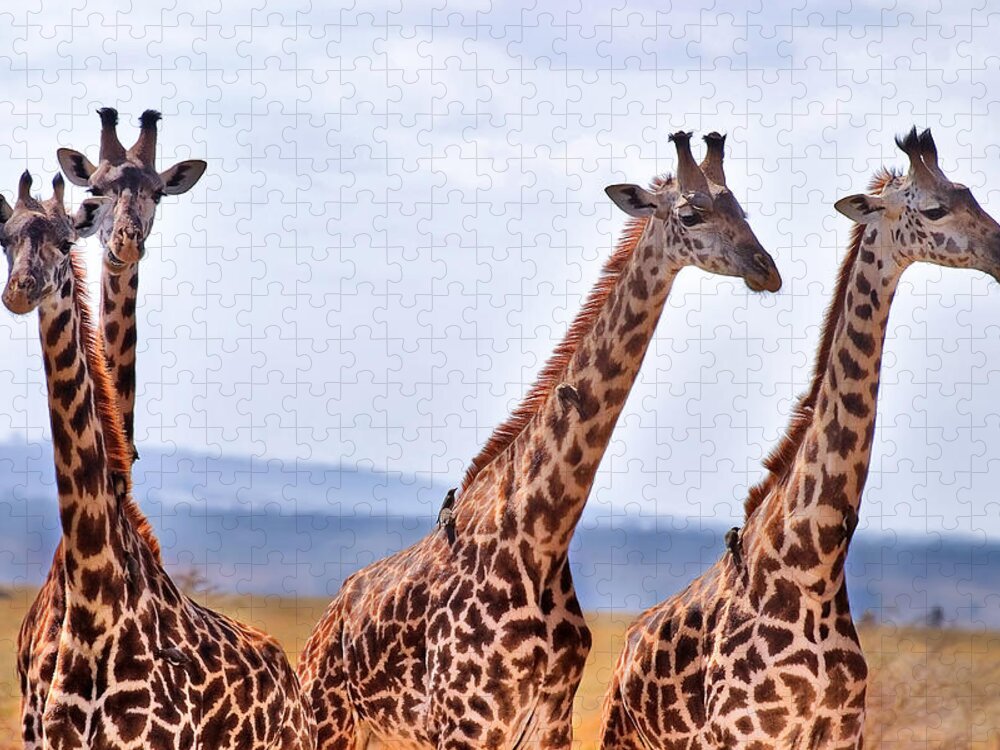 3scape Photos Jigsaw Puzzle featuring the photograph Masai Giraffe by Adam Romanowicz
