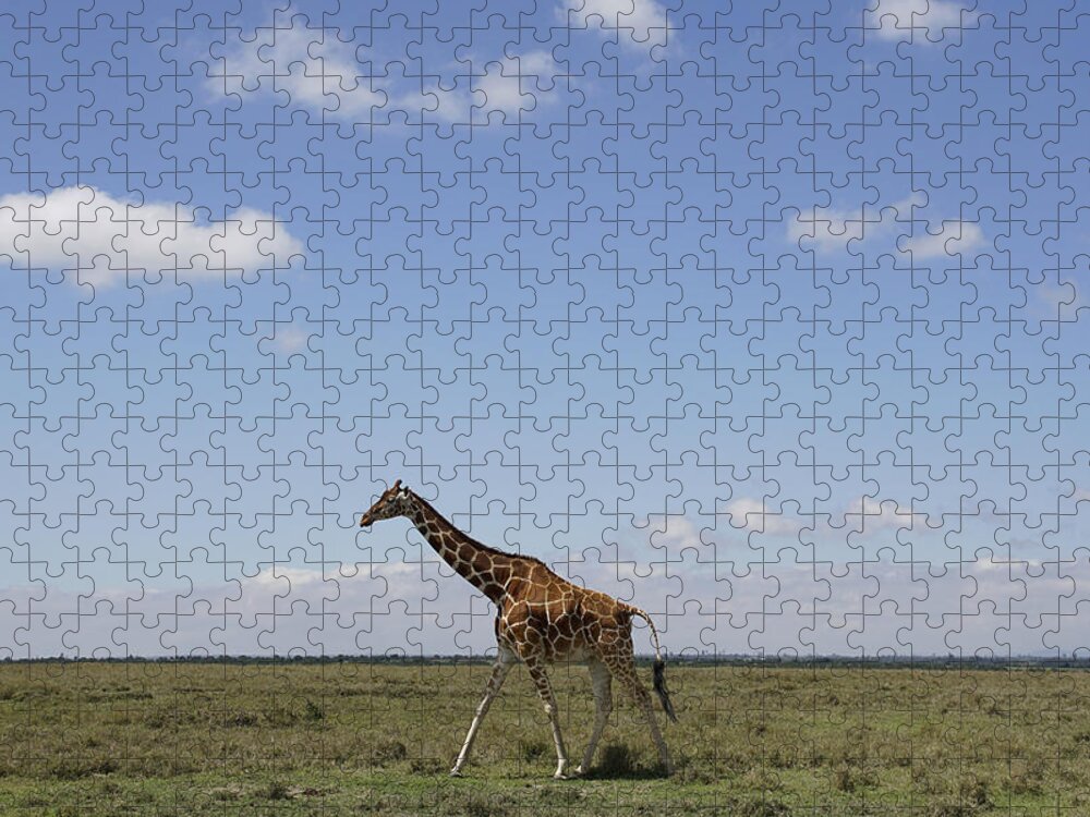 Hiroya Minakuchi Jigsaw Puzzle featuring the photograph Masai Giraffe On Savanna Masai Mara by Hiroya Minakuchi