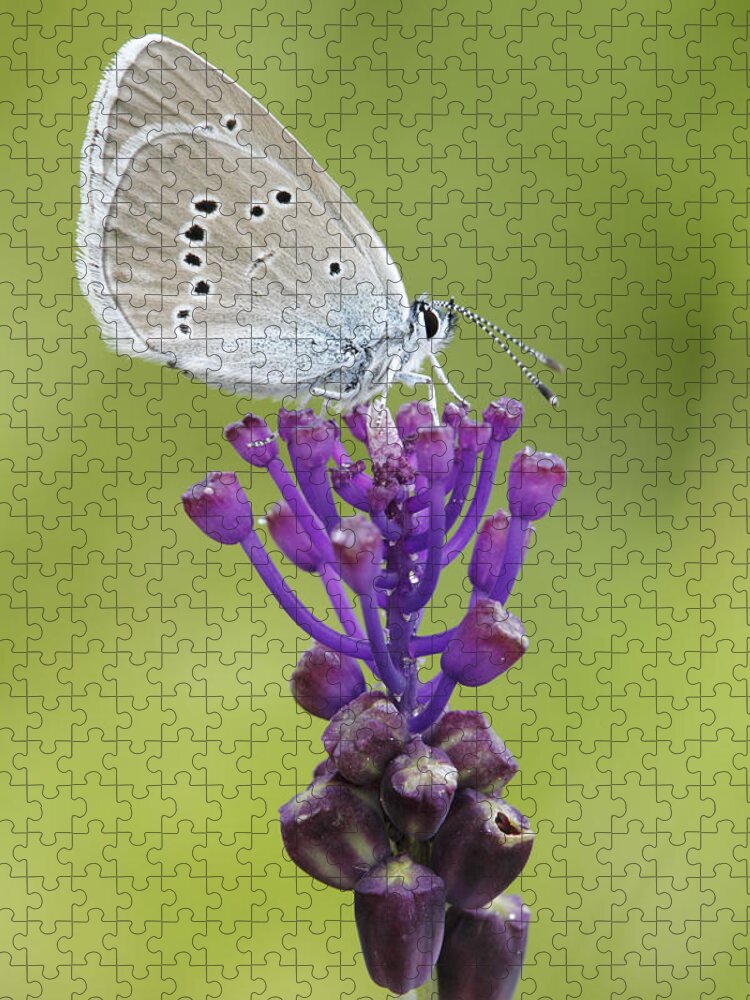 Silvia Reiche Jigsaw Puzzle featuring the photograph Mazarine Blue Butterfly Dordogne France by Silvia Reiche