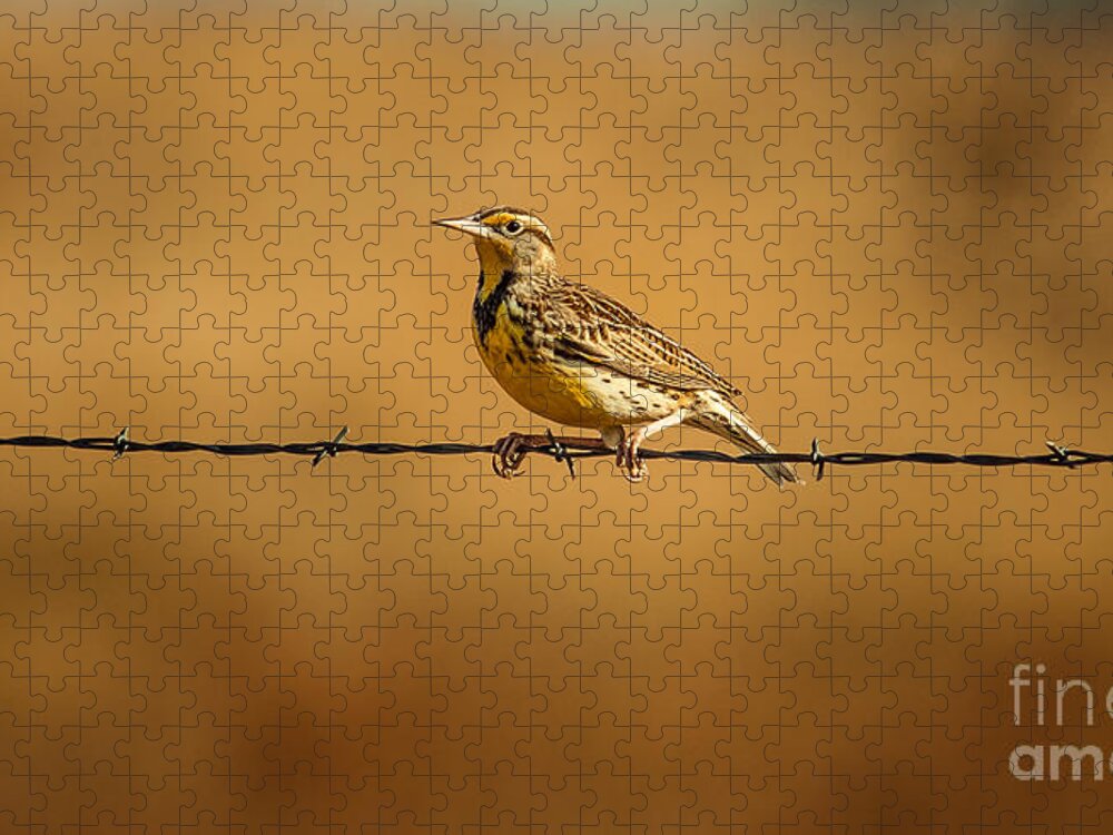 Wildlife Jigsaw Puzzle featuring the photograph Meadowlark And Barbed Wire by Robert Frederick