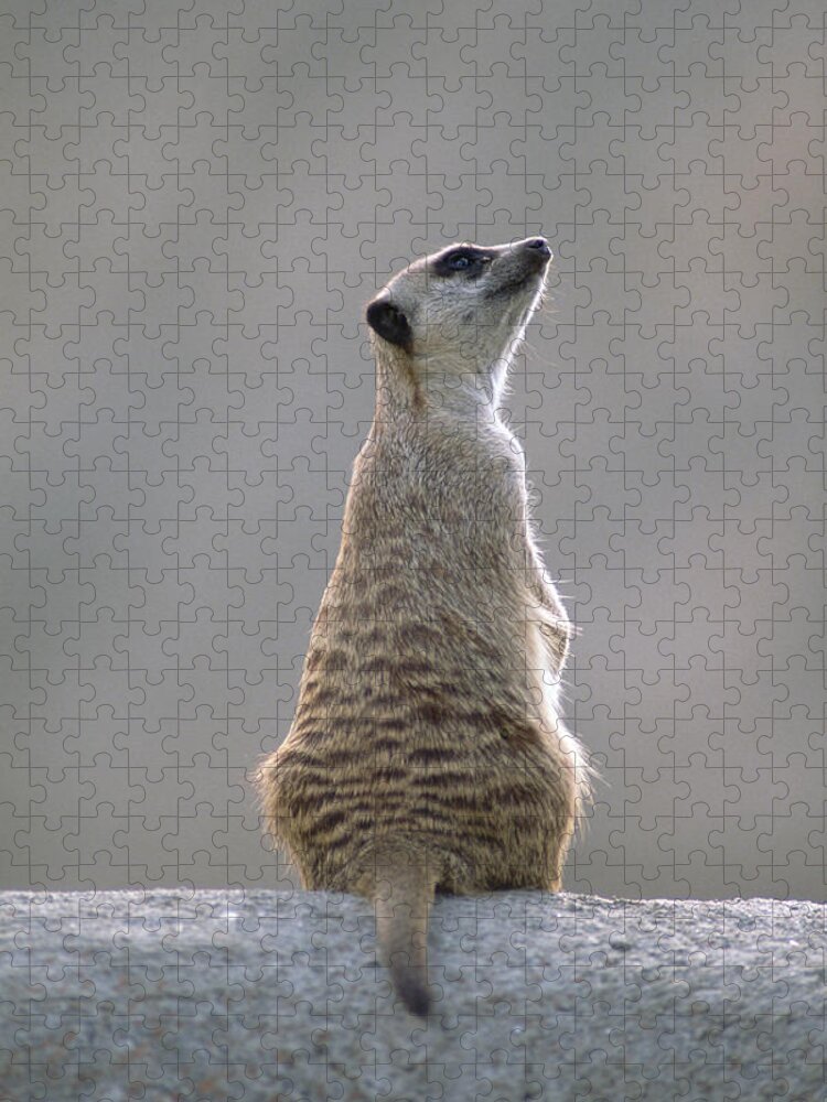 Feb0514 Jigsaw Puzzle featuring the photograph Meerkat Sunning Africa by Gerry Ellis