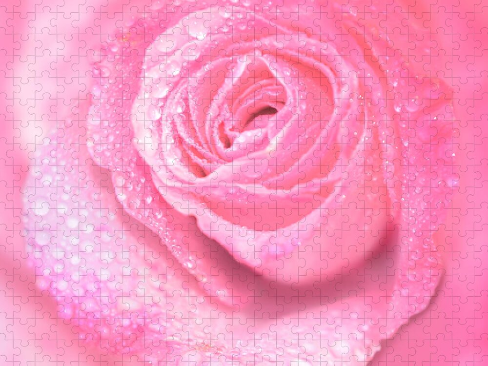 Pink Rose Jigsaw Puzzle featuring the photograph Melting in Pink by Olga Hamilton