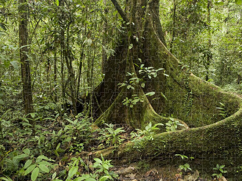 Feb0514 Jigsaw Puzzle featuring the photograph Meranti Tree In Rainforest Sabah Borneo by Sebastian Kennerknecht