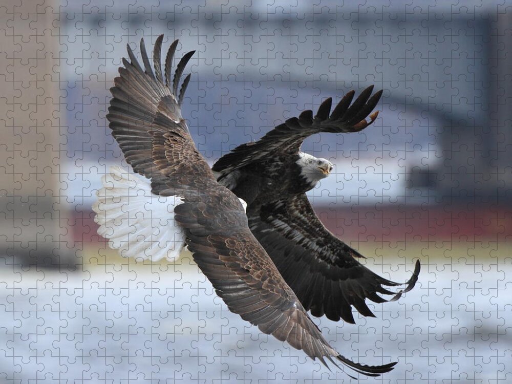American Bald Eagle Jigsaw Puzzle featuring the photograph Mid Air Fight by Coby Cooper