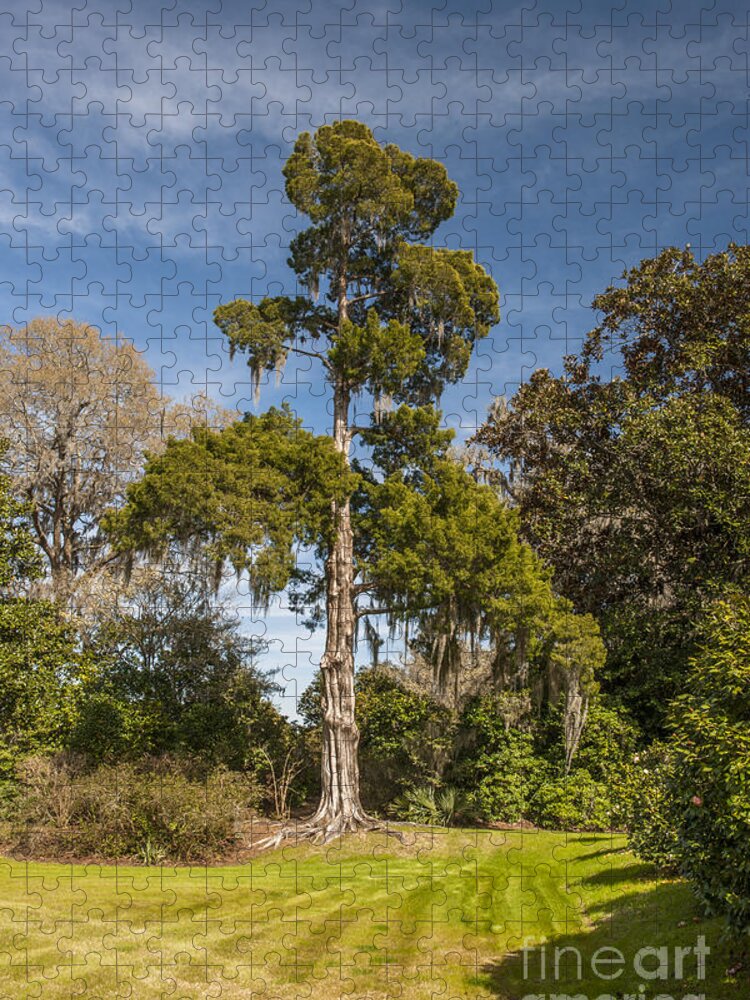 Red Jigsaw Puzzle featuring the photograph Mighty Cedar Tree by Dale Powell
