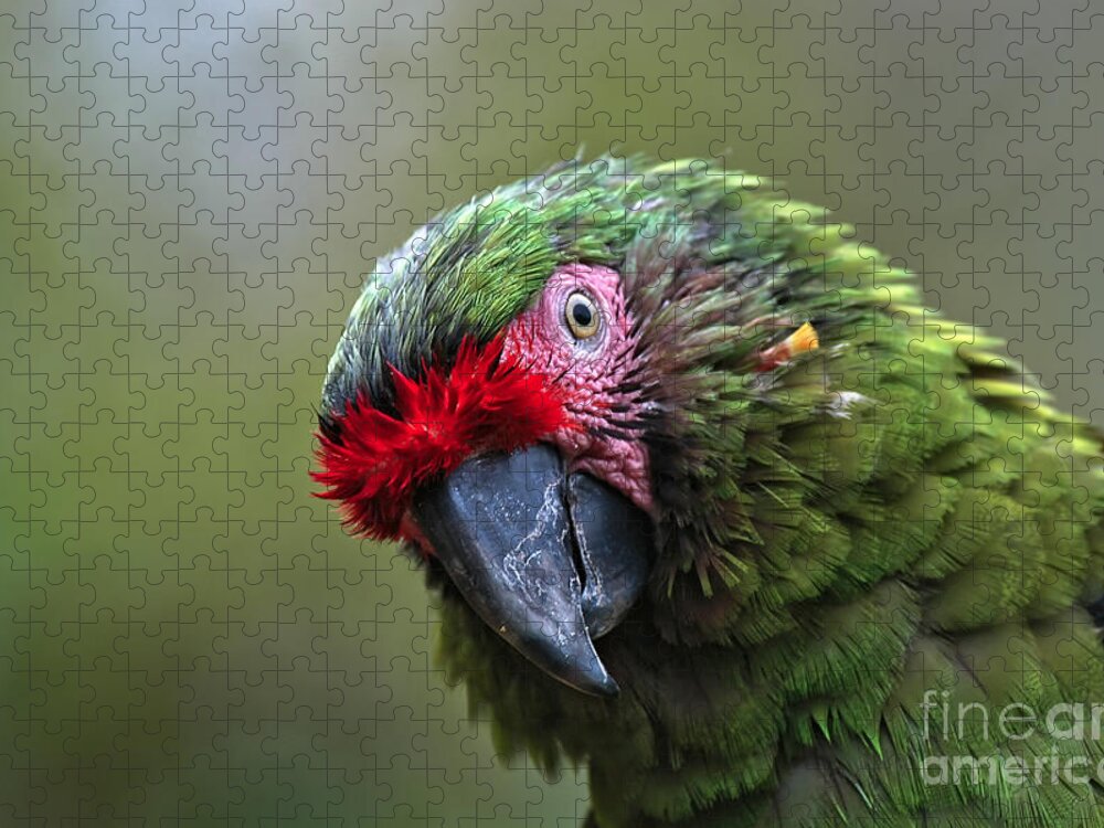 Macaw Jigsaw Puzzle featuring the photograph Military Macaw by Al Andersen