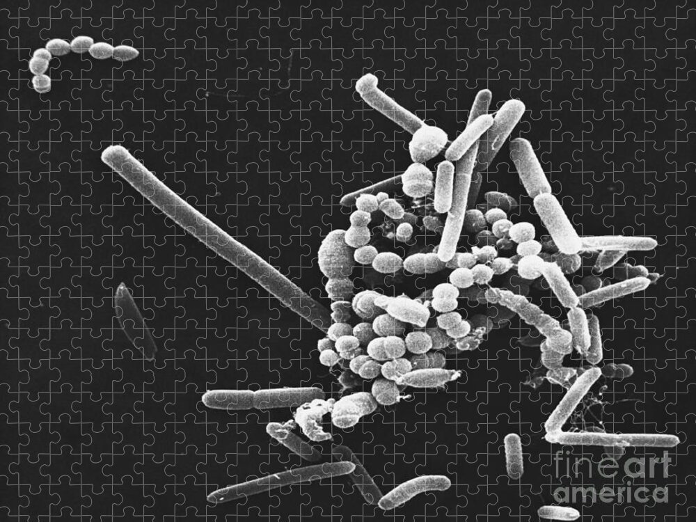 Scanning Electron Micrograph Jigsaw Puzzle featuring the photograph Miscellaneous Bacteria, Sem by David M. Phillips