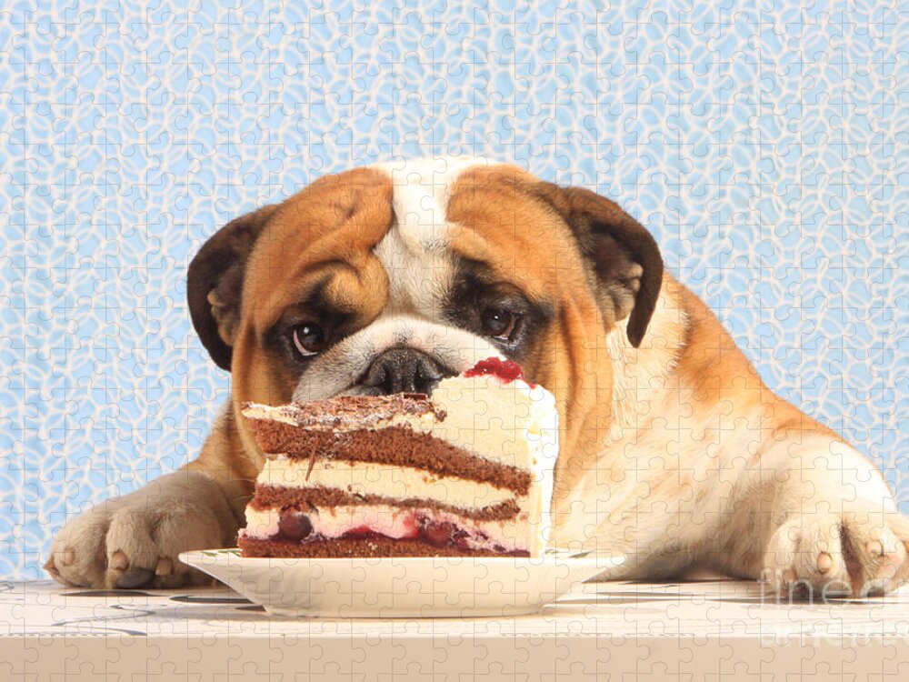 English Bulldog Jigsaw Puzzle featuring the photograph Mmm, Cake by Christine Steimer
