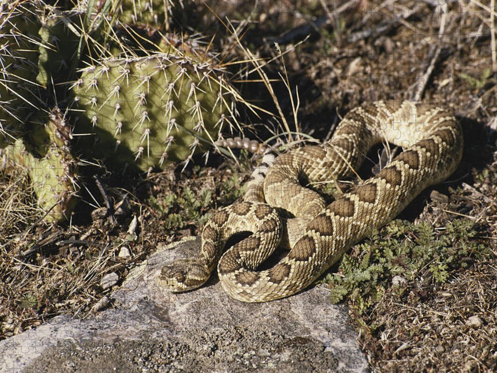 Animal Jigsaw Puzzle featuring the photograph Mojave Rattlesnake by Robert J. Erwin