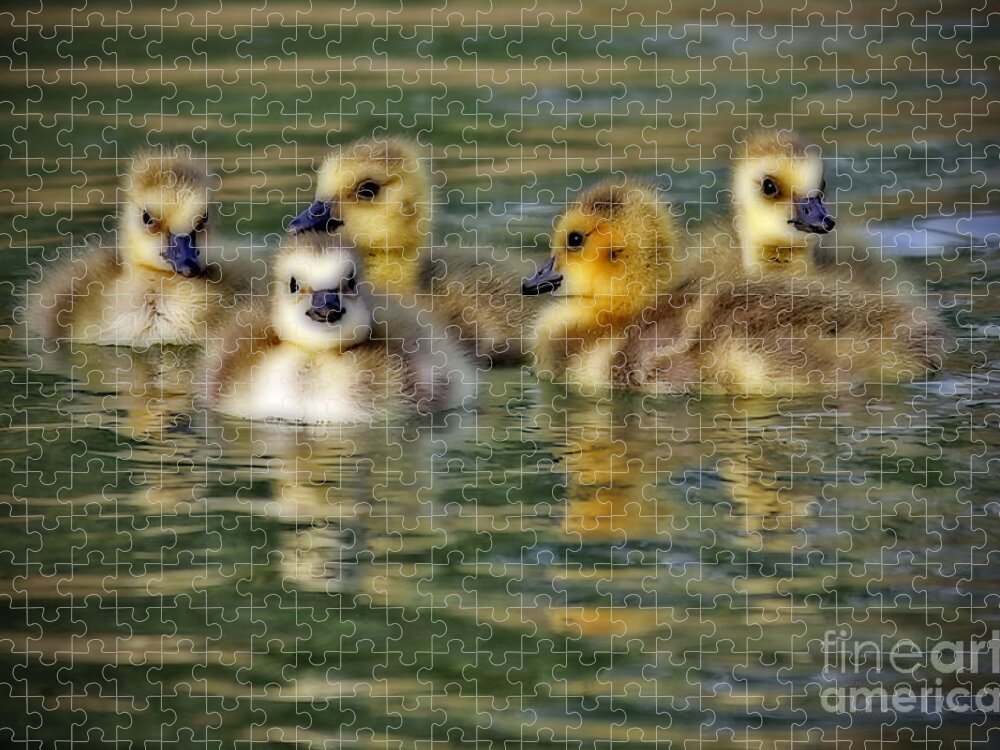 Baby Ducks Jigsaw Puzzle featuring the photograph Momma's Little Gooslings by Elizabeth Winter