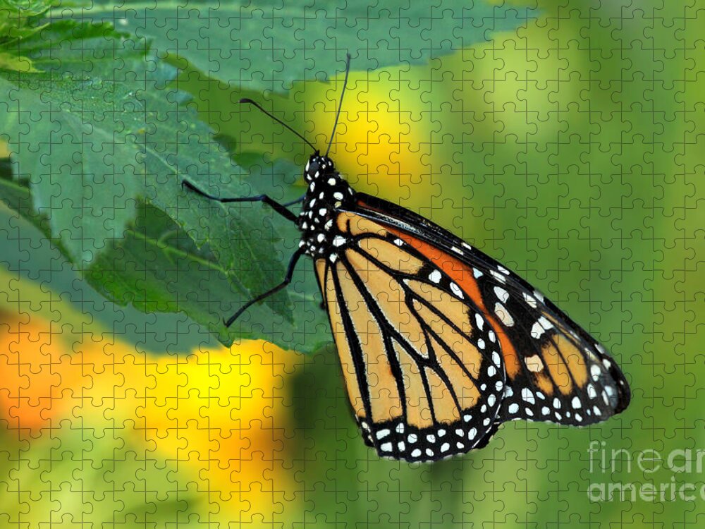 Butterfly Florida Jigsaw Puzzle featuring the photograph Monarch Butterfly by Meg Rousher
