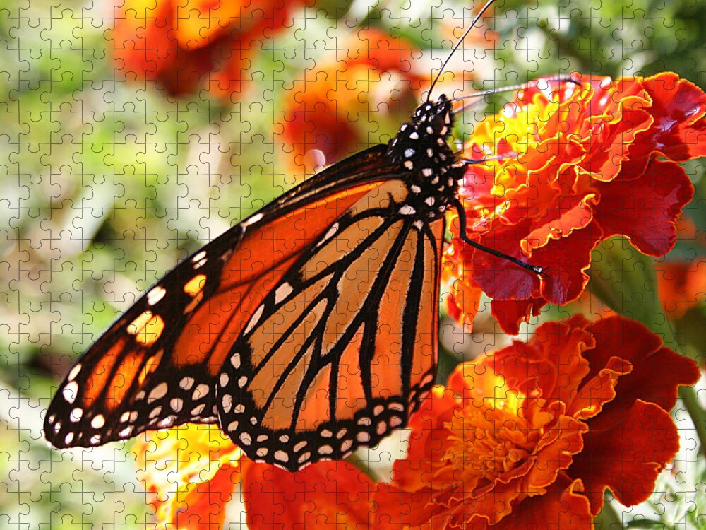 Nature Jigsaw Puzzle featuring the photograph Monarch on Marigold by William Selander