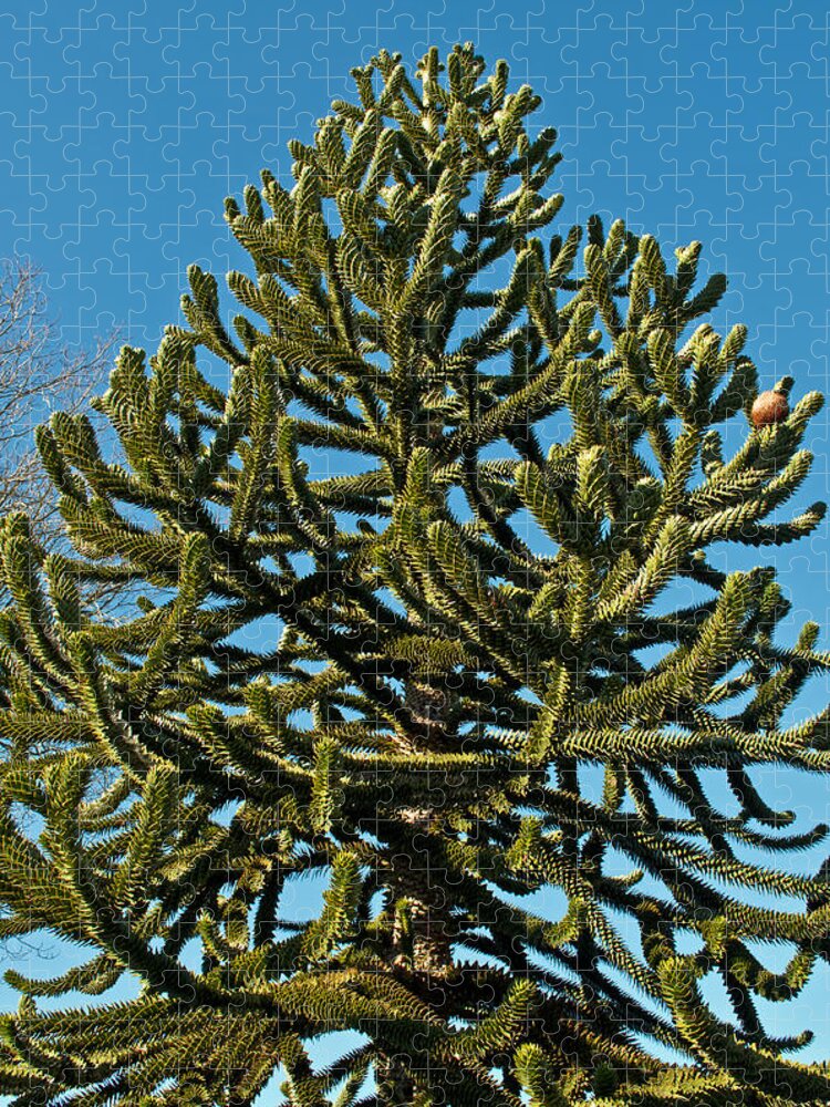 Green Jigsaw Puzzle featuring the photograph Monkey Puzzle Tree E by Tikvah's Hope
