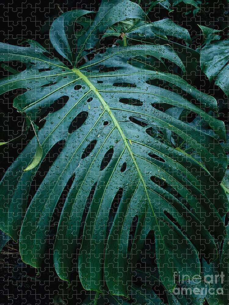 Monstera Plant Jigsaw Puzzle featuring the photograph Monstera Plant by Tracy Knauer