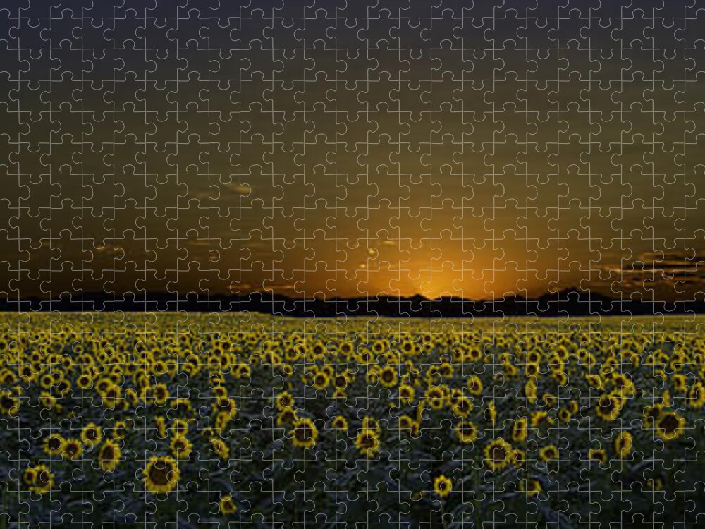 Sunflowers Jigsaw Puzzle featuring the photograph Moon Flowers by Kristal Kraft