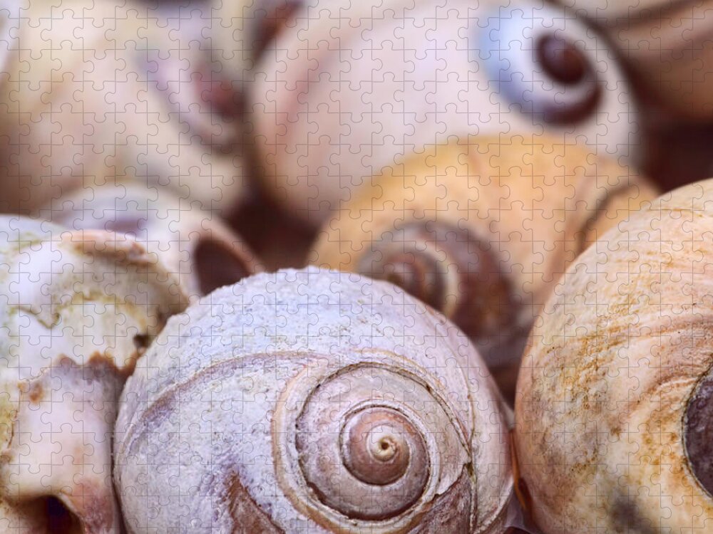 Shells Jigsaw Puzzle featuring the photograph Moon Snail Shells by Peggy Collins