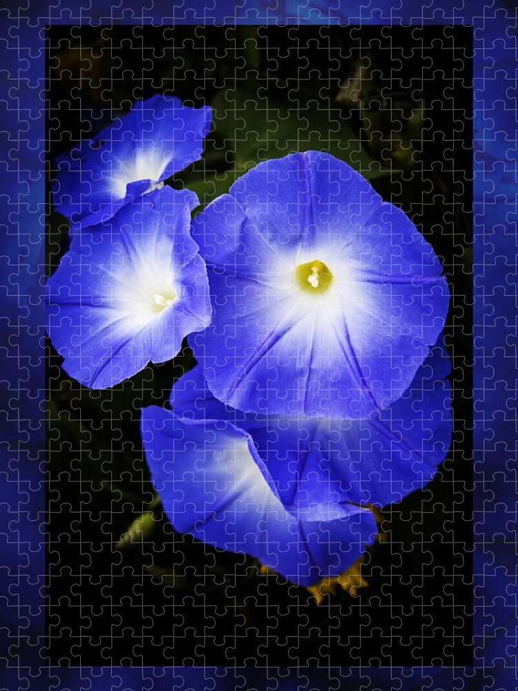 Morning Glory Jigsaw Puzzle featuring the photograph Moonglow on blue by Jeff Folger