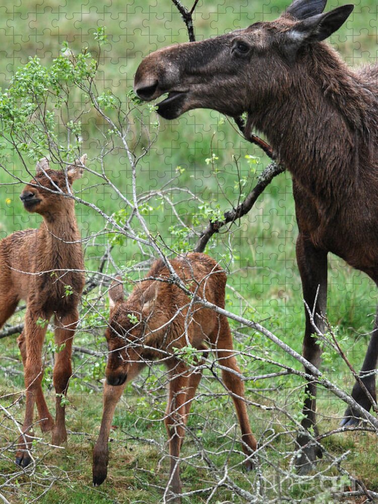 Moose Jigsaw Puzzle featuring the photograph Moose cow with twin calves by Phil Banks