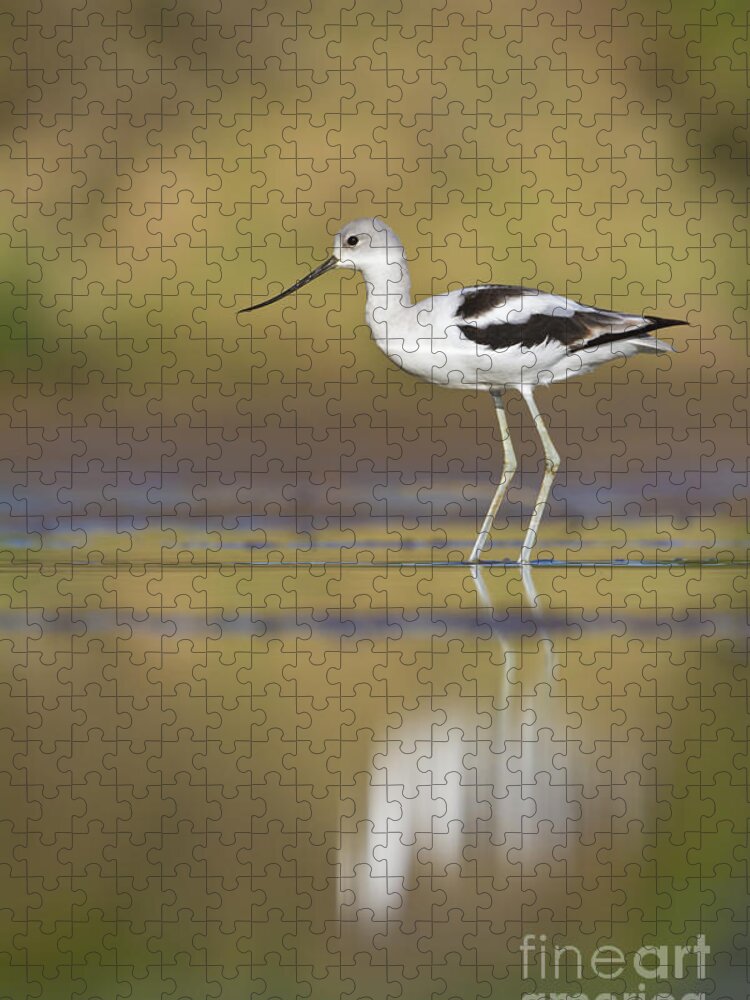 Bird Jigsaw Puzzle featuring the photograph Morning Avocet by Bryan Keil