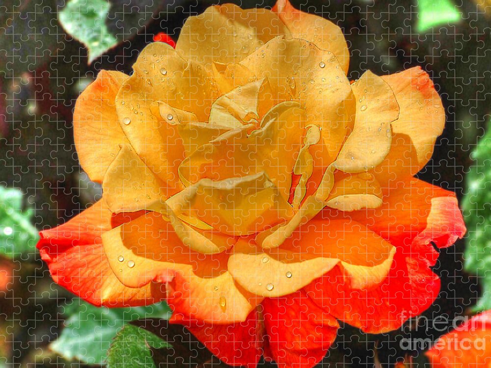Flowers Jigsaw Puzzle featuring the photograph Morning Dew On A Yellow Rose by Kathy Baccari