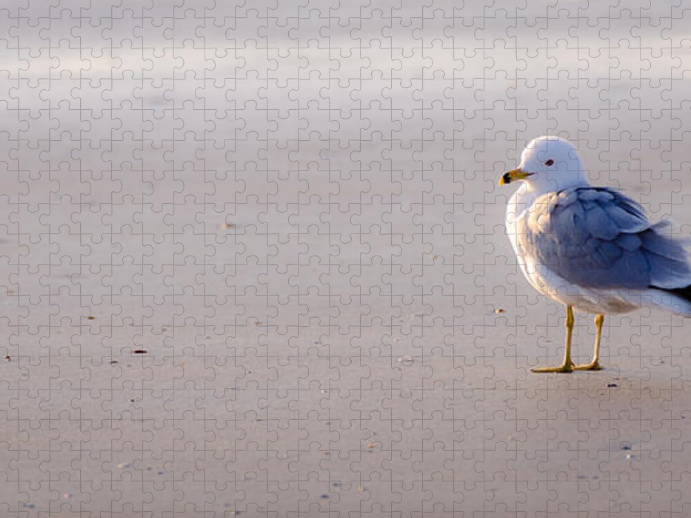 Charleston Jigsaw Puzzle featuring the photograph Morning Gull by Kelly McNamara