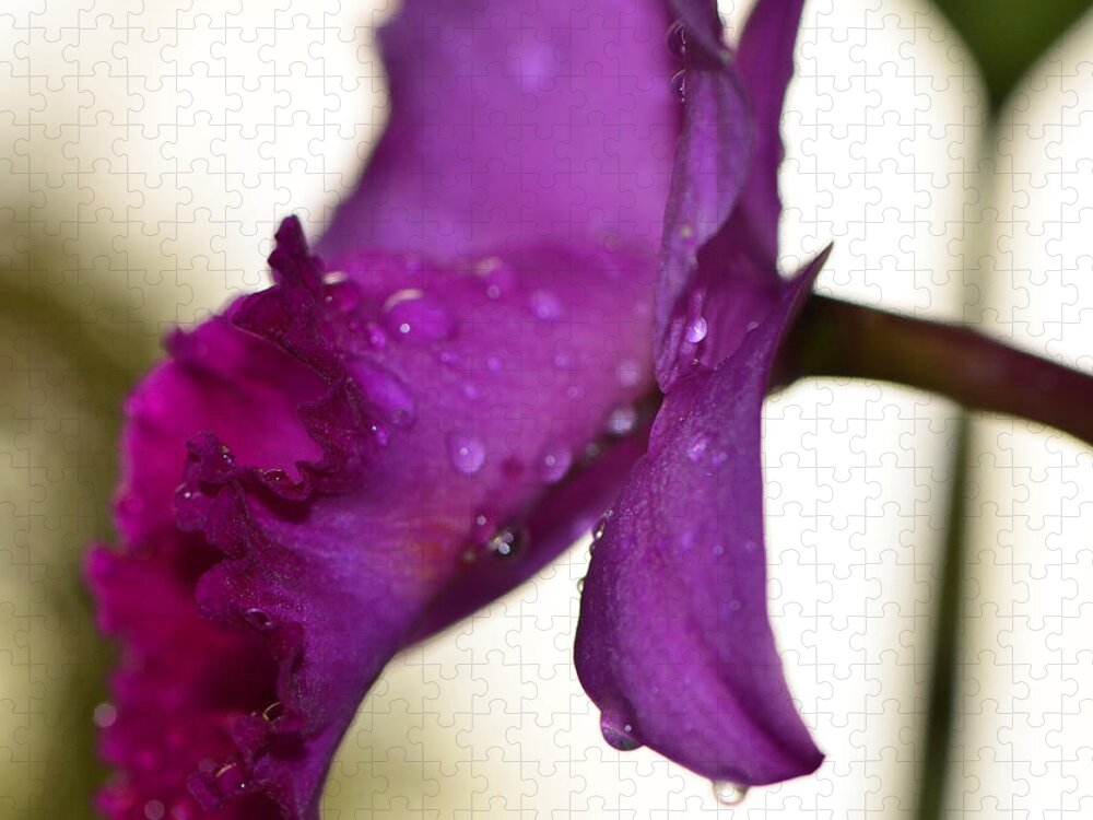Orchid Jigsaw Puzzle featuring the photograph Morning Rain - Orchid Photography by Sharon Cummings by Sharon Cummings