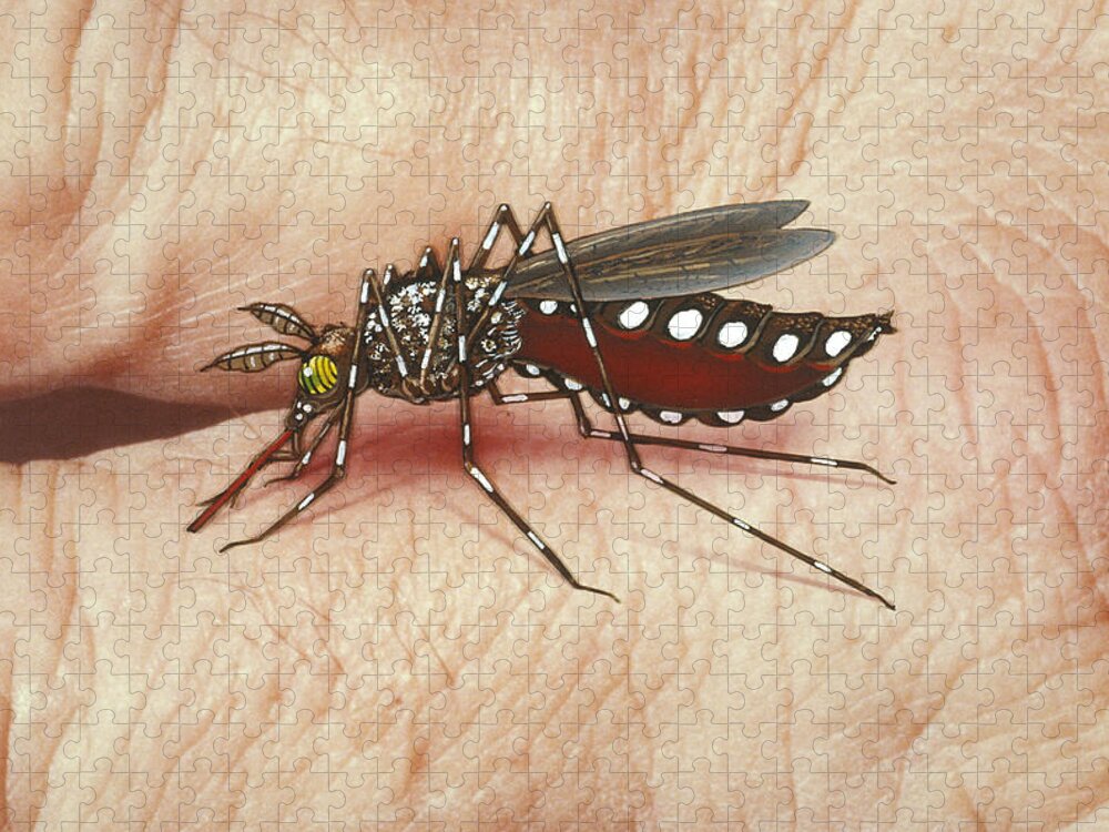 A. Aegypti Jigsaw Puzzle featuring the photograph Mosquito Biting Hand by Chris Bjornberg