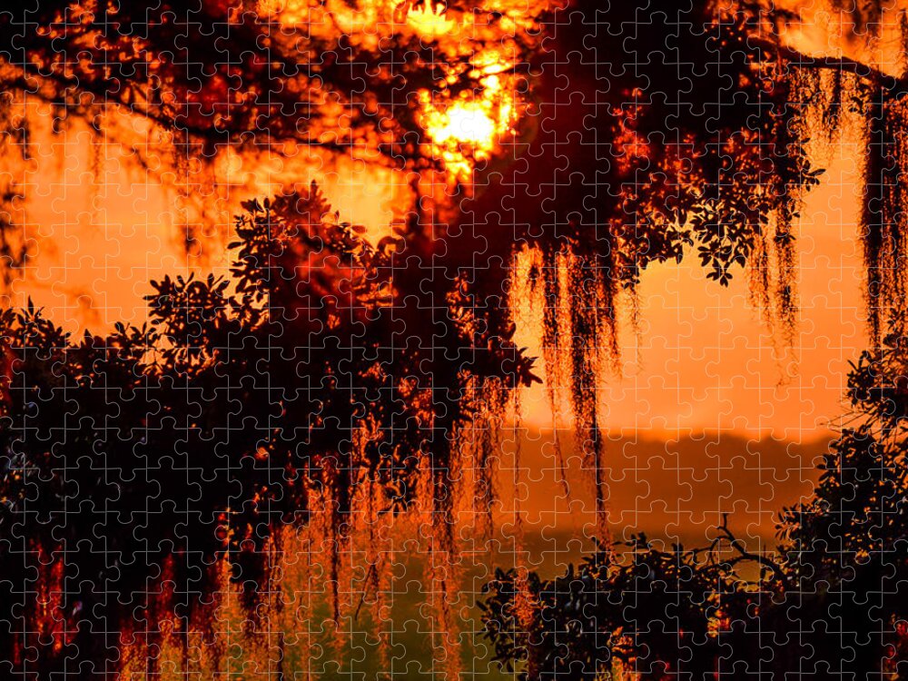 Sunrise Jigsaw Puzzle featuring the photograph Moss Meets Sun by Mary Hahn Ward