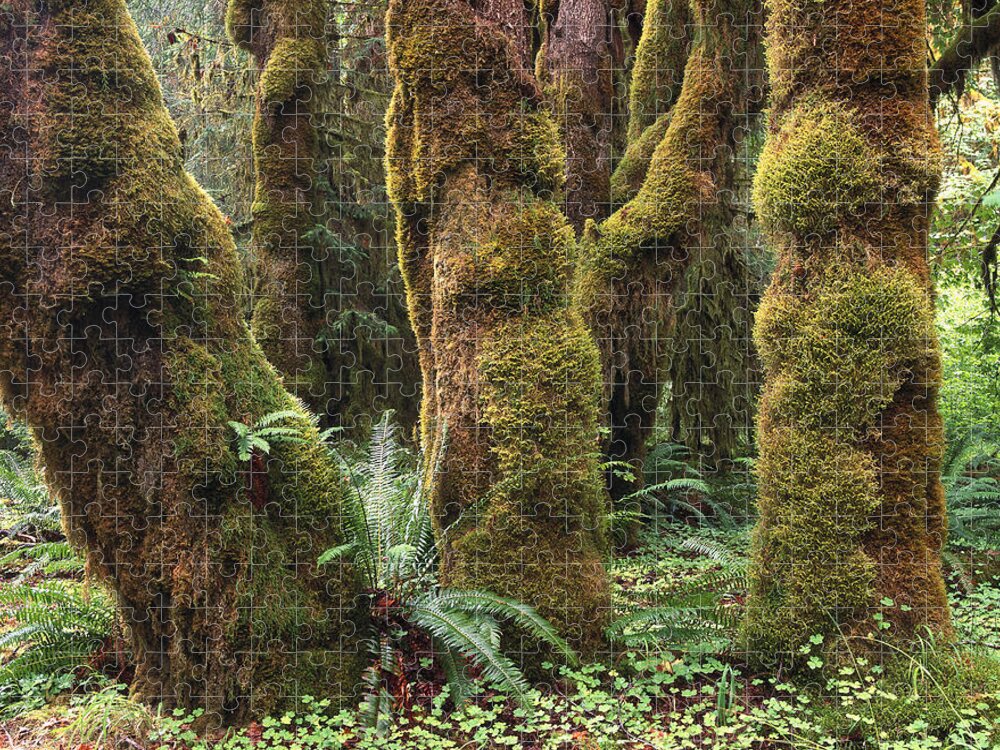 00173585 Jigsaw Puzzle featuring the photograph Mossy Big Leaf Maples in Hoh Rainforest by Tim Fitzharris