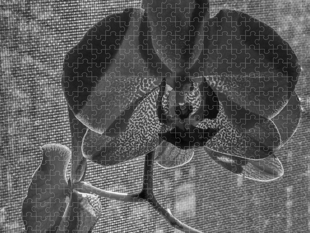 Flower Jigsaw Puzzle featuring the photograph Moth Orchid in Window by Ron White