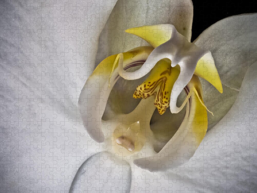 Moth Orchid Jigsaw Puzzle featuring the photograph Moth Orchid Inverted by Ron White