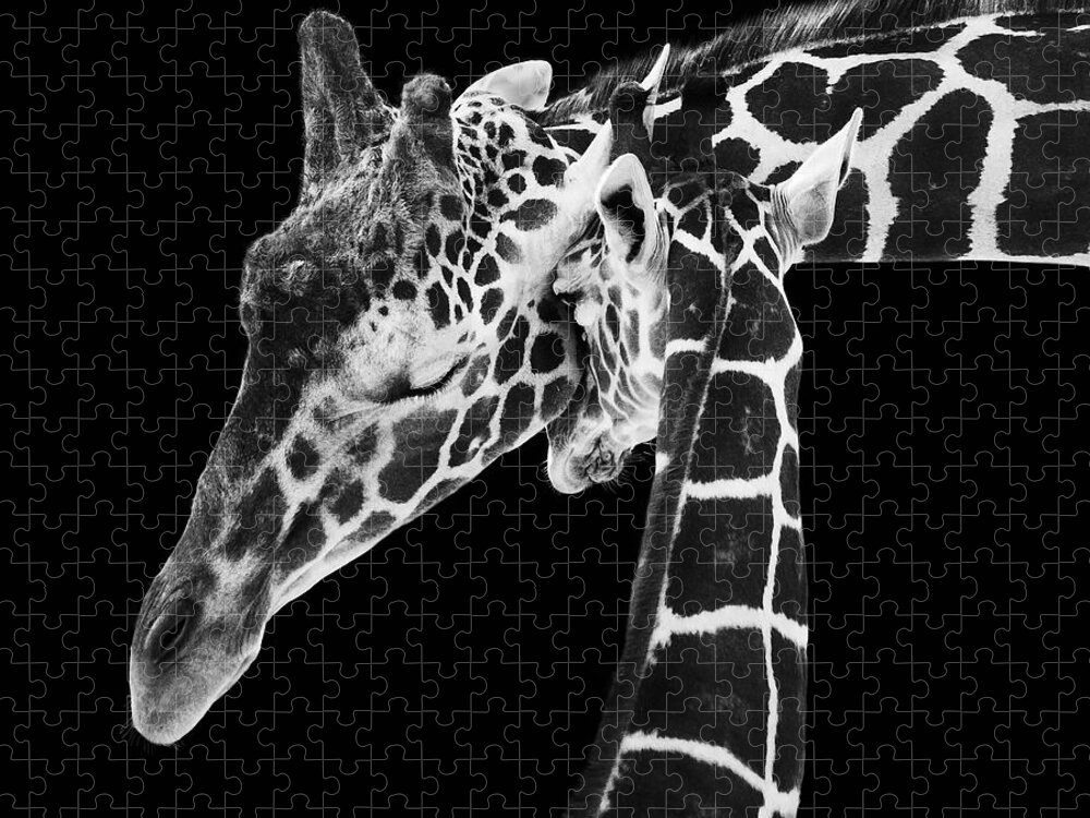 3scape Photos Jigsaw Puzzle featuring the photograph Mother and Baby Giraffe by Adam Romanowicz