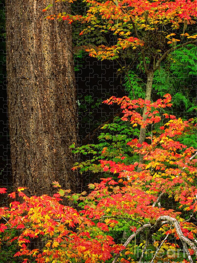 America Jigsaw Puzzle featuring the photograph Mount Rainier Fall Foliage by Inge Johnsson
