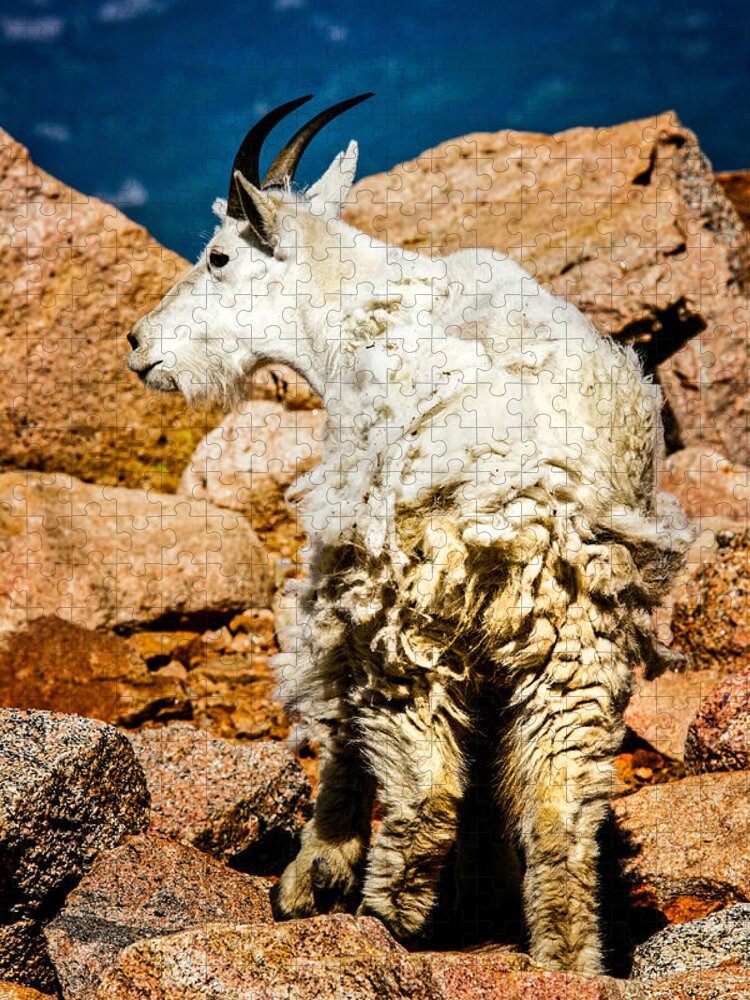 Mountain Goat Jigsaw Puzzle featuring the photograph Mountain Goat on Mt. Evans by Juli Ellen
