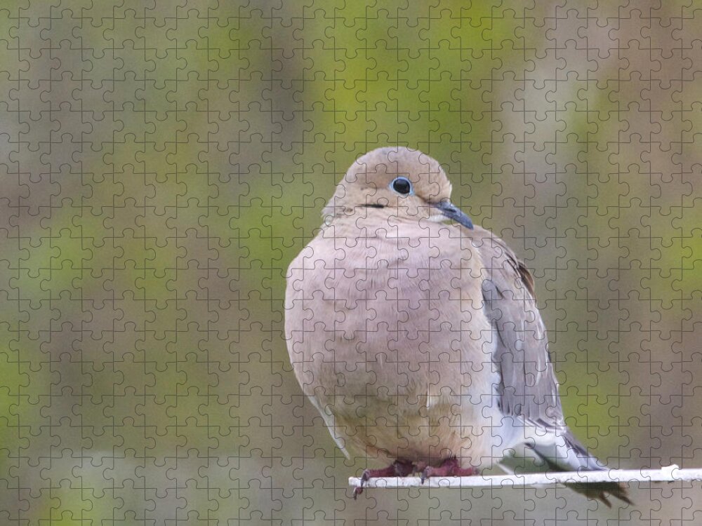 Mourning Dove Jigsaw Puzzle featuring the photograph Mourning Dove Square by Hermes Fine Art