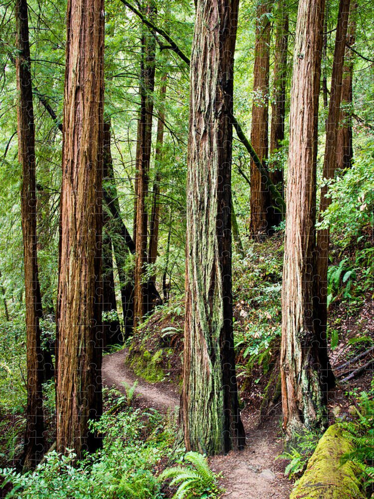 Tree Jigsaw Puzzle featuring the photograph Muir Woods by Niels Nielsen