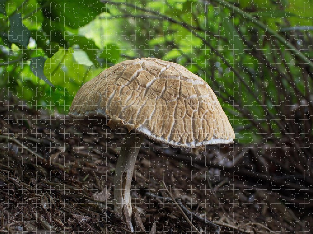 Toadstool Jigsaw Puzzle featuring the photograph Mulch Resident by Barbara McMahon