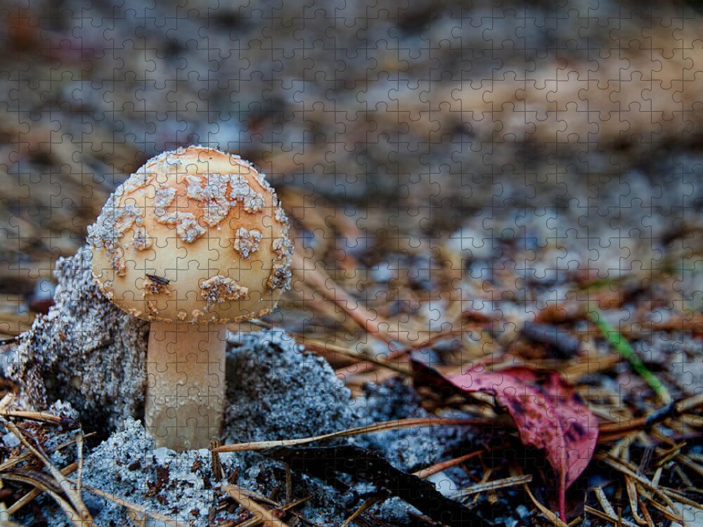 Mushroom Jigsaw Puzzle featuring the photograph Mushroom 2 by Beth Venner