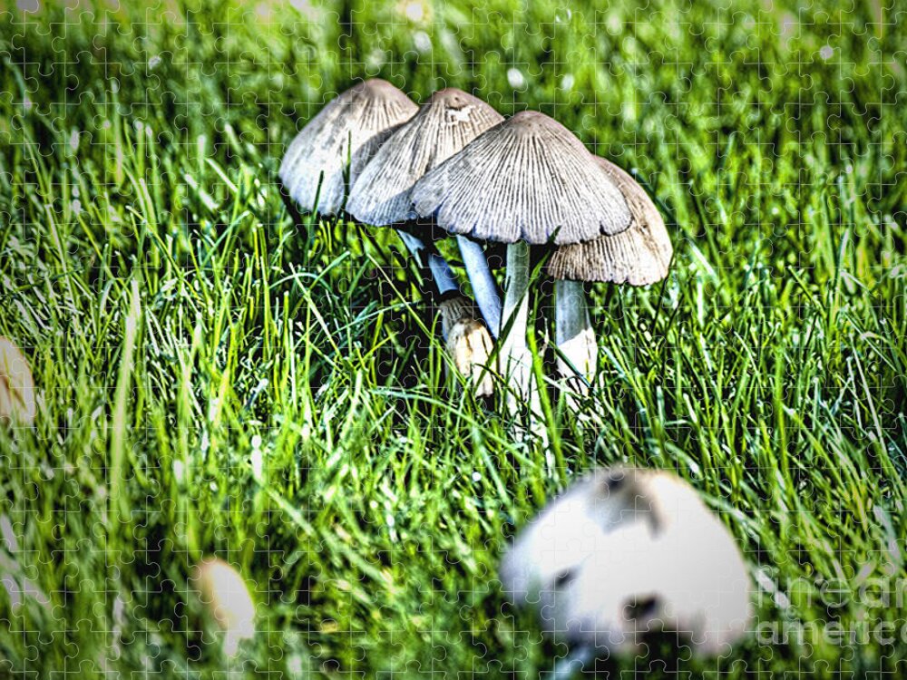 Botanical Jigsaw Puzzle featuring the photograph Mushroom in September HDR by Rich Collins