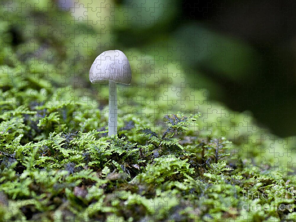 Ridgeway Jigsaw Puzzle featuring the photograph Mushroom by Steven Ralser