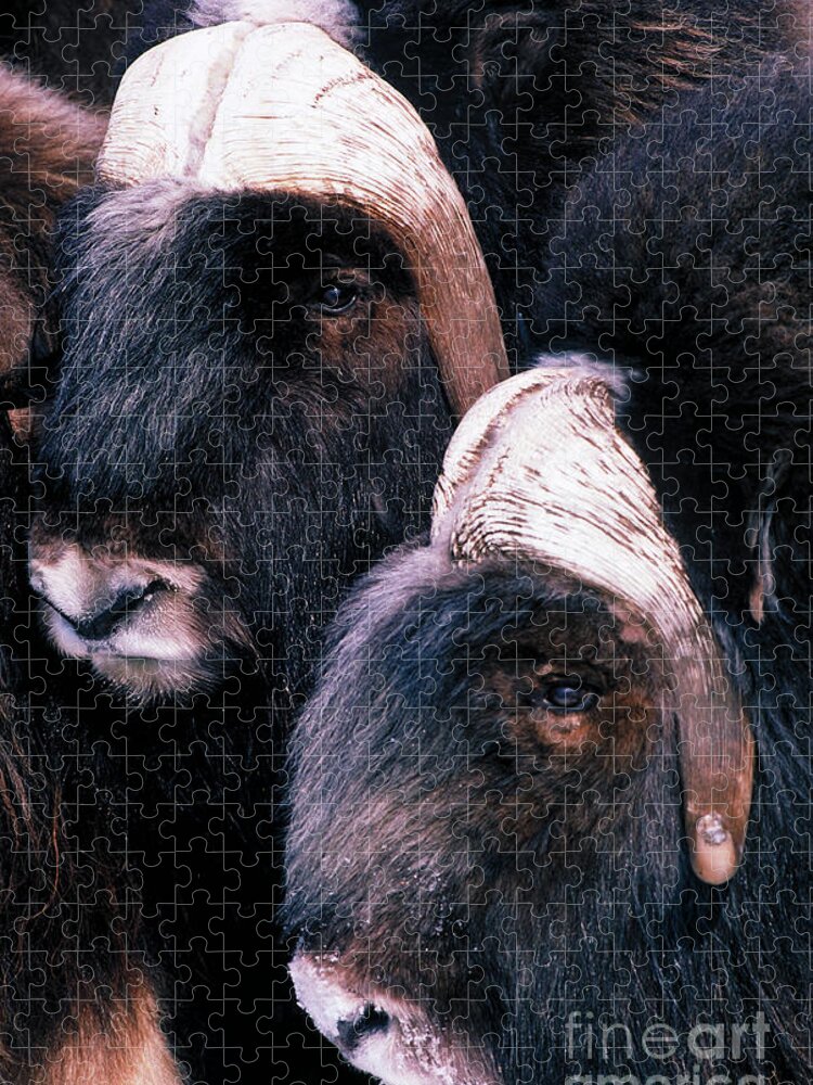 Musk Oxen Jigsaw Puzzle featuring the photograph Musk Oxen by Art Wolfe