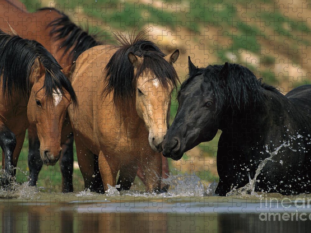 00340043 Puzzle featuring the photograph Mustangs At Waterhole In Summer by Yva Momatiuk and John Eastcott
