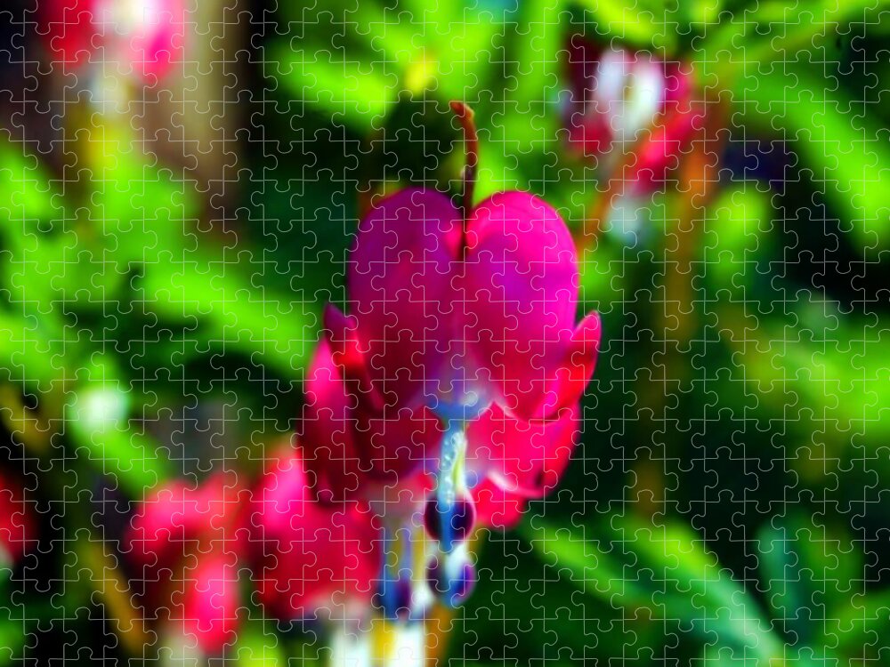 Macro Jigsaw Puzzle featuring the photograph My Bleeding Heart by Peggy Franz