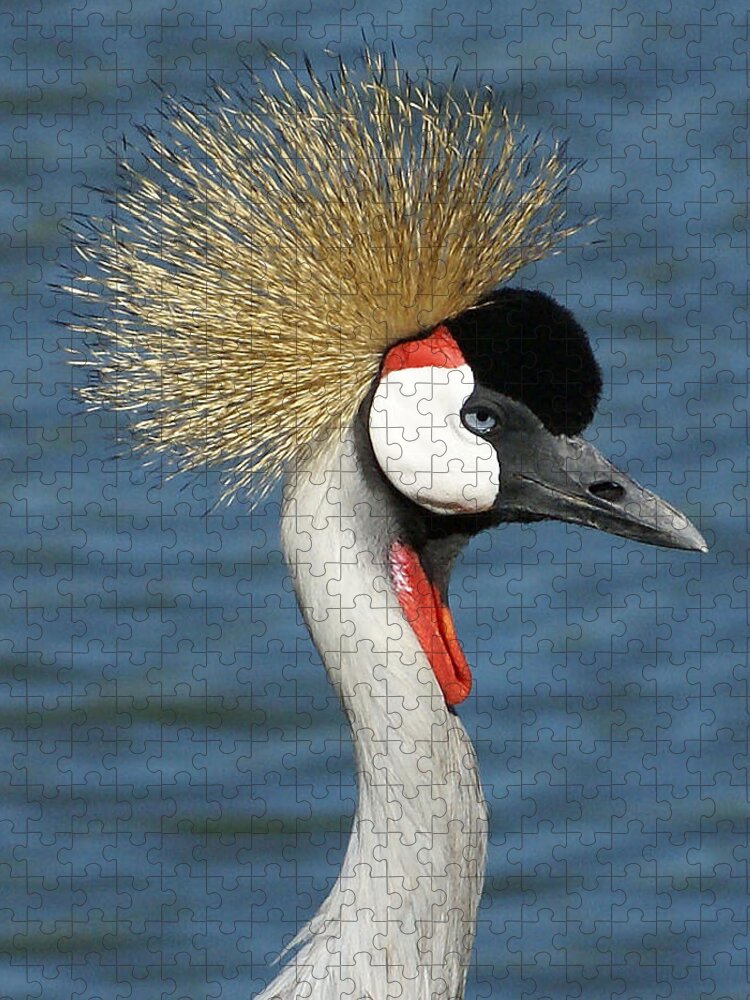 Grey Body Jigsaw Puzzle featuring the photograph African Grey Crowned Crane by Chauncy Holmes