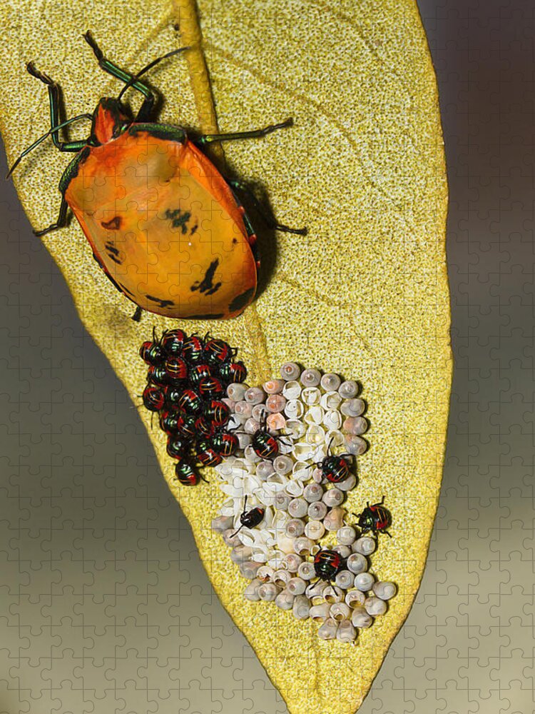 Stink Bug Jigsaw Puzzle featuring the photograph My little family 01 by Kevin Chippindall